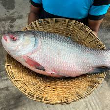 নদীর কাতলা মাছ  ৬ কেজি 