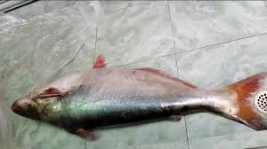 নদীর পাঙ্গাস মাছ ৭.৫ কেজি 